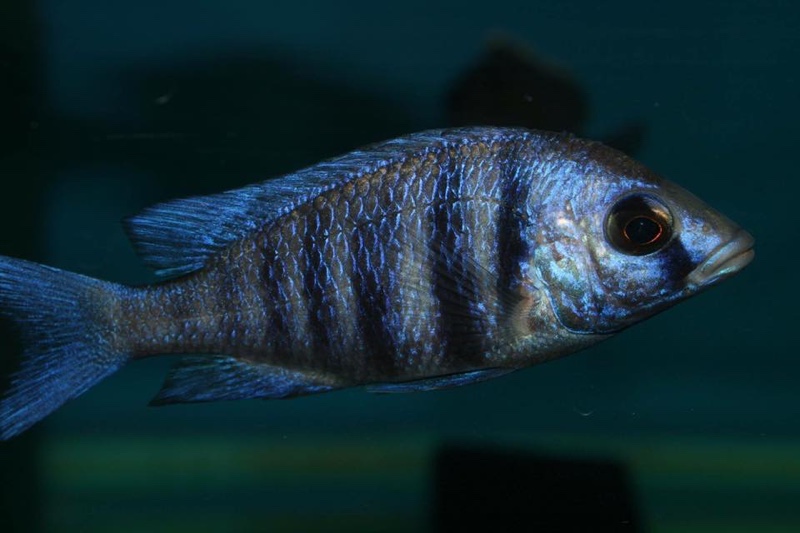 Placidochromis sp. 'phenochilus tanzania'